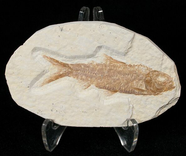 Bargain Knightia Fossil Fish - Wyoming #15978